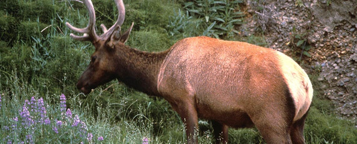 Elk
