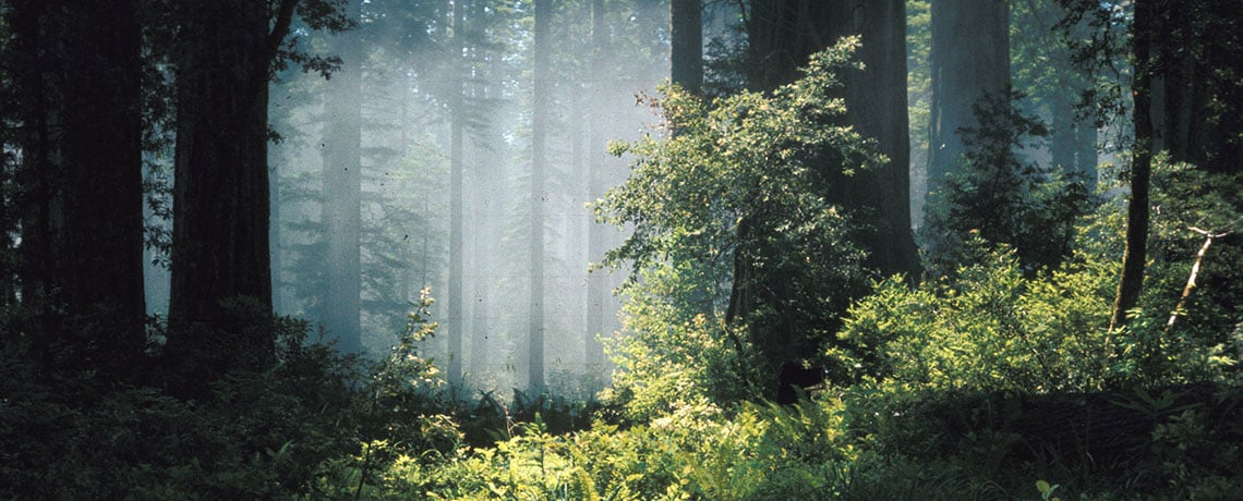 Fog in forest