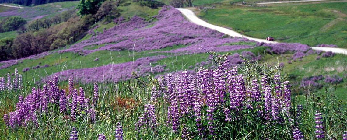 Lupins in bloom