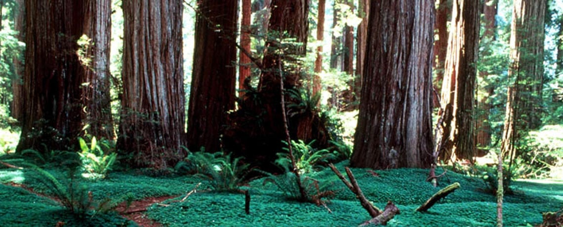 Path in forest