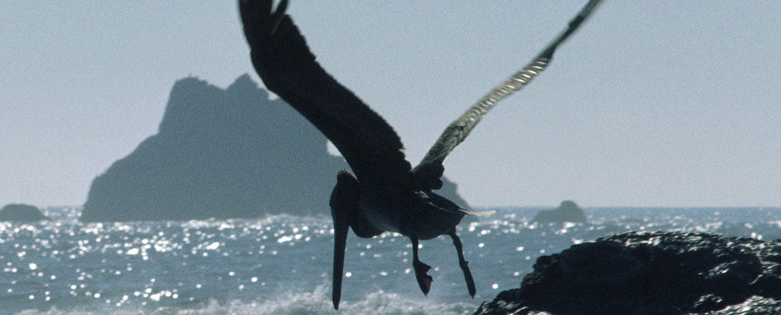Pelicans