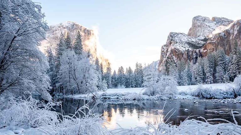 Frozen forest