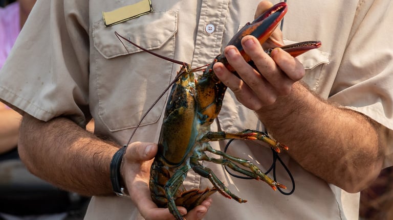 lobster banding demo