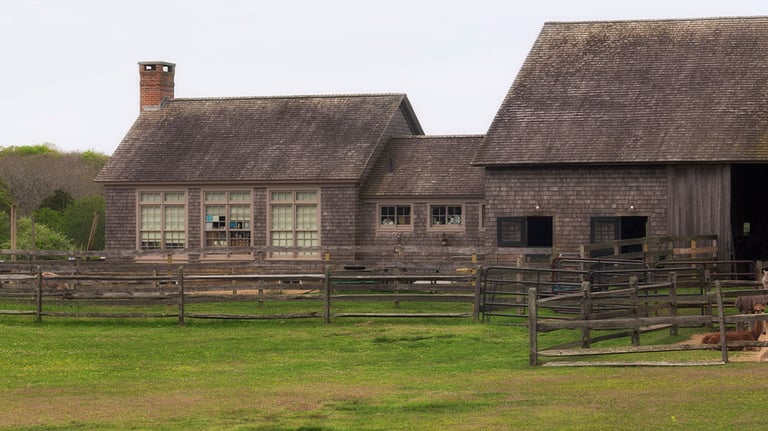 Alpaca farm in Martha's Vineyard