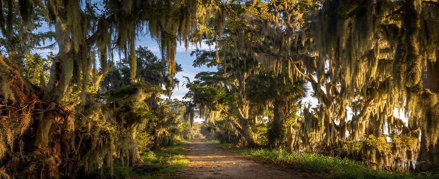 Alligator Alley