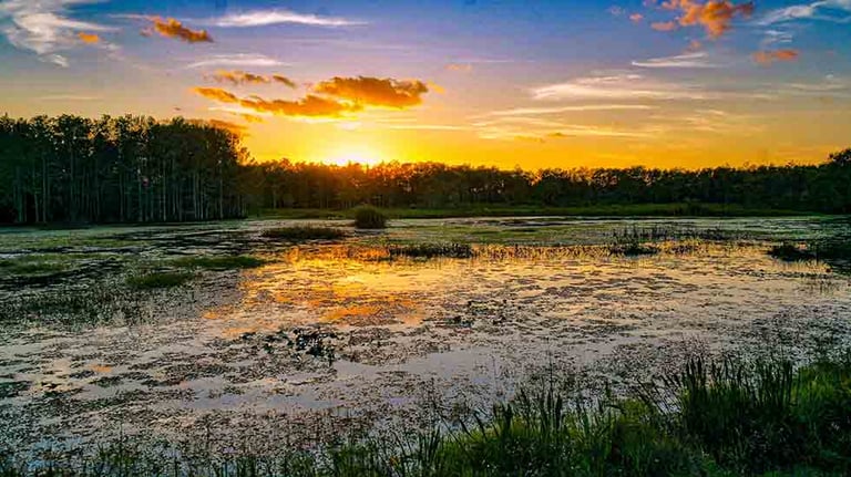 Louisiana swamp sunset and silhouettes