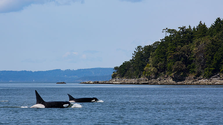 Sunset on the southern end of Pine Island, Florida. by SR Productions