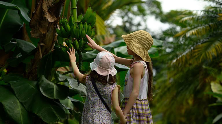 Children touching bananas in the tropical climate of Costa Rica. Credit: AscentXmedia
