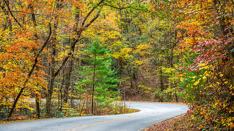 Woman walking in autumn foliage forest woods in city park with backpack. Travel hike fall destination in Quebec, Canada. by Maridav