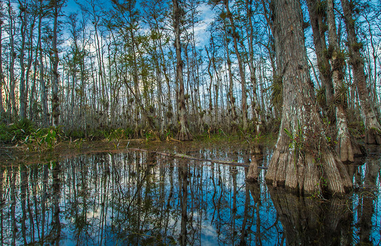 Cypress National Preserve