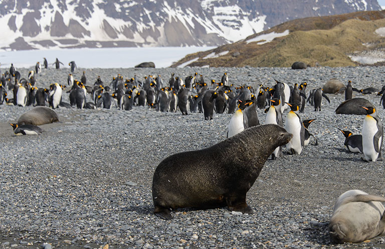 Wild life in New Zealand