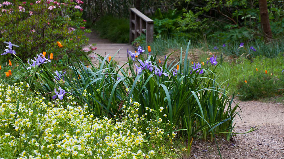 SAN FRANCISCO BOTANICAL GARDEN, GARDENS OF GOLDEN GATE PARK, SAN FRANCISCO