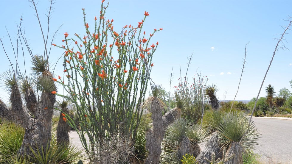 LIVING DESERT ZOO & GARDENS STATE PARK