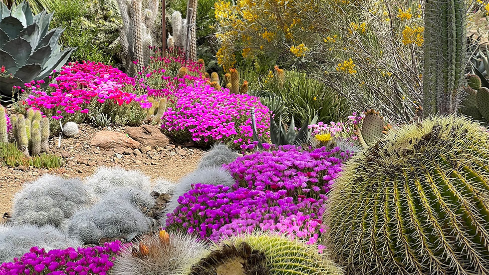 THE RUTH BANCROFT GARDEN AND NURSERY