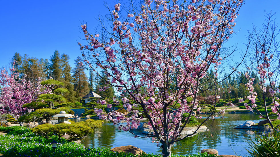 THE JAPANESE GARDEN, VAN NUYS, CA