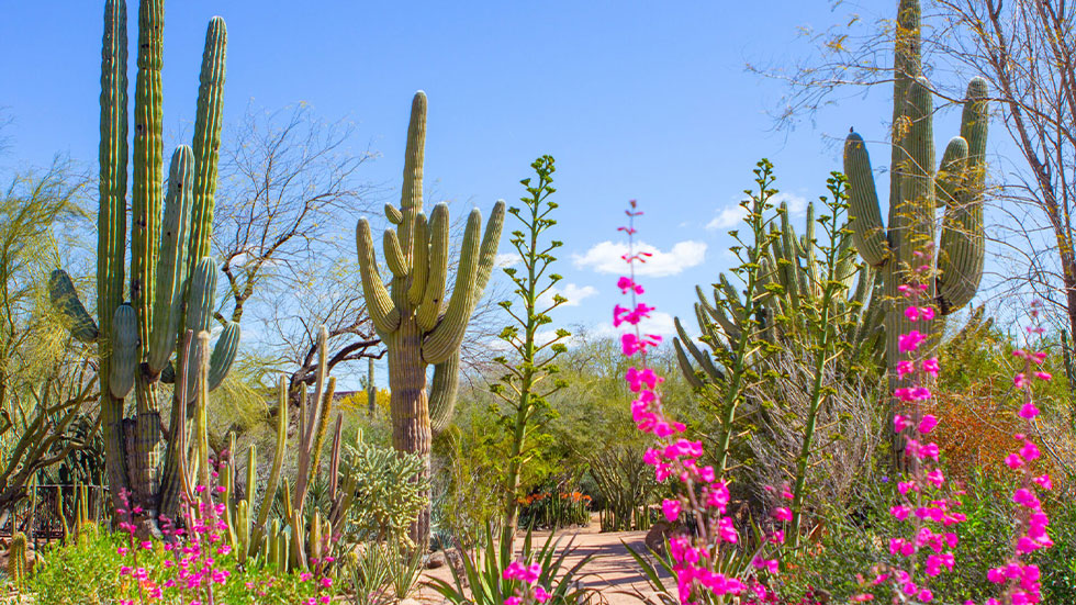 DESERT BOTANICAL GARDEN, PHOENIX, AZ