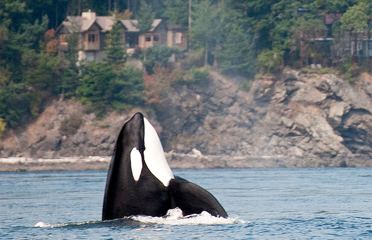 Orca in the San Juan Islands