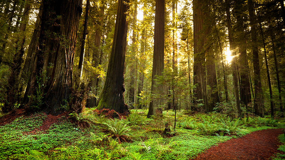 Redwood trail