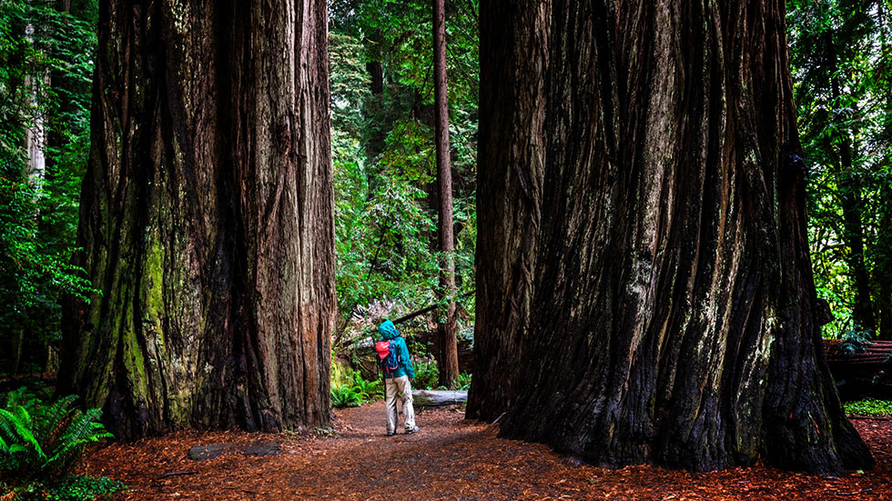 Woman at SG in Jedediah Smith Redwoods