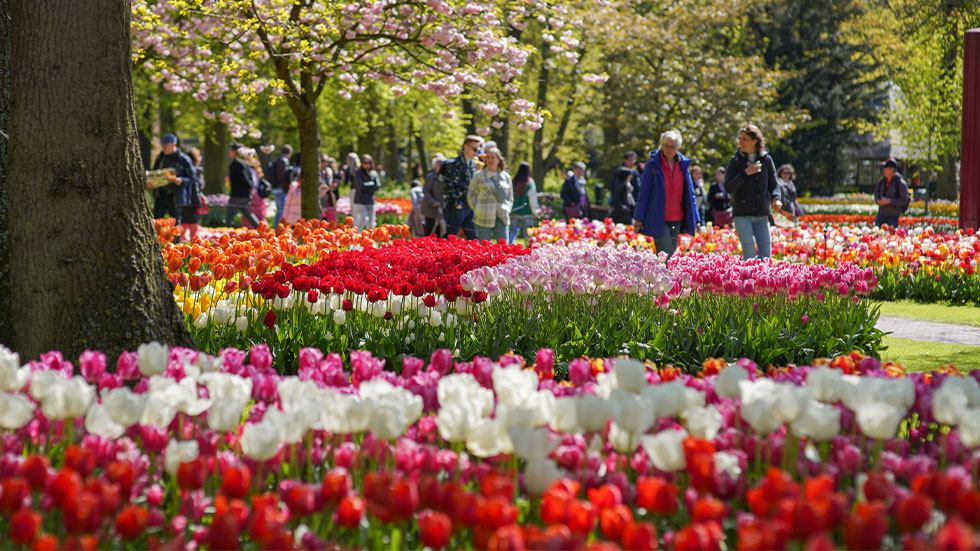 tulips in Keukenhof Holland