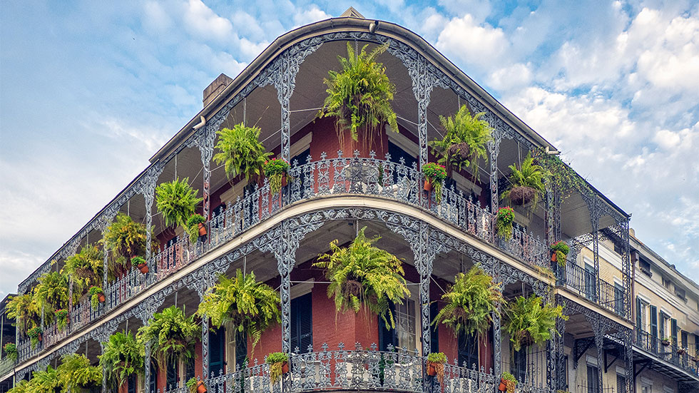 Ferns in the French Quarter.