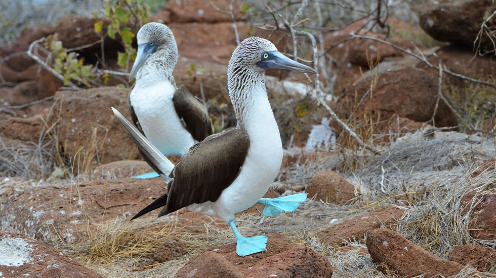 Blue footed boobies in Galápagos Islands