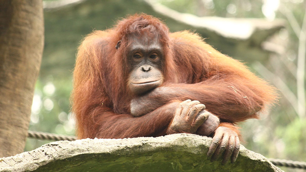 orangutan