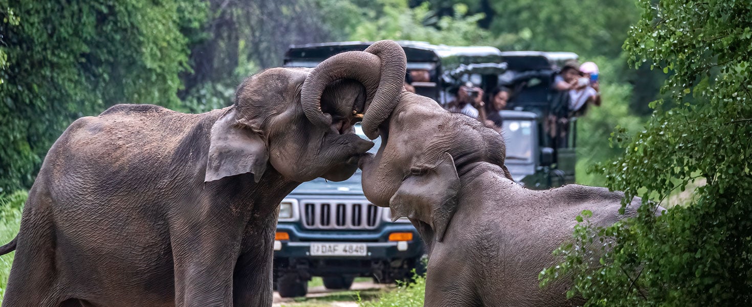 Elephants in the wild in Sri Lanka