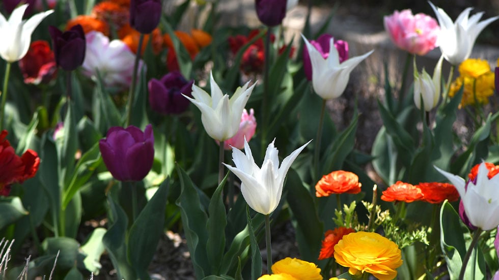 Missouri Botanical Garden, St. Louis, Missouri