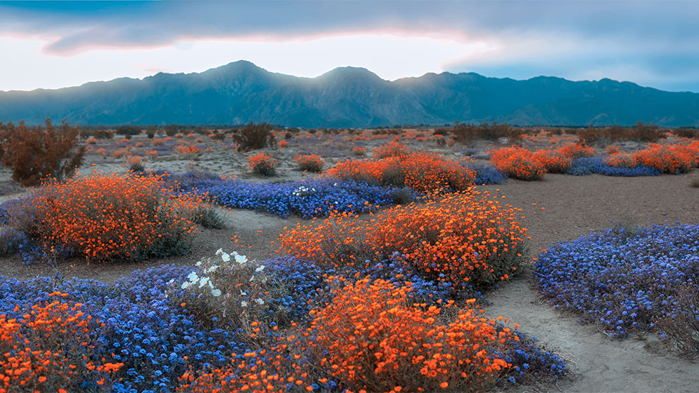 Anza Borrego Desert State Park