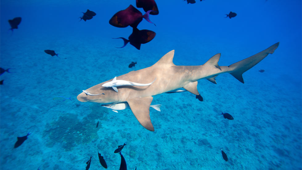 Underwater photo of a lemon shark