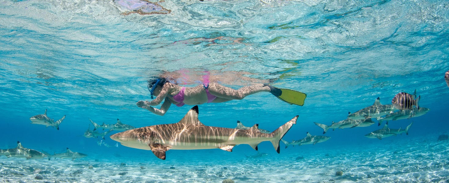 Snorkeler swimming with a whale shark