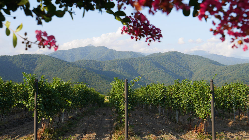 Vineyards in the Alezani valley, Kakheti, Georgia.