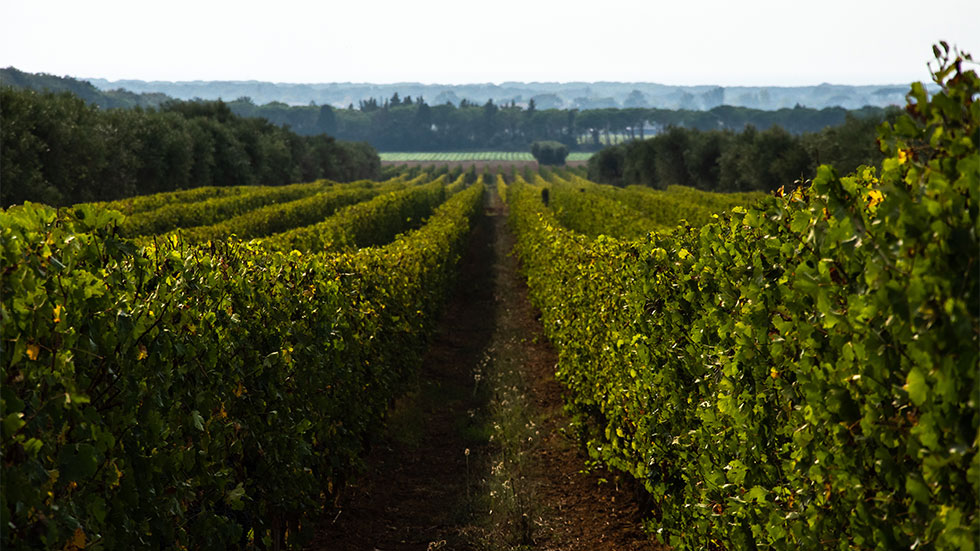 Vista Hills Winery, Dayton, Willamette Valley, Oregon