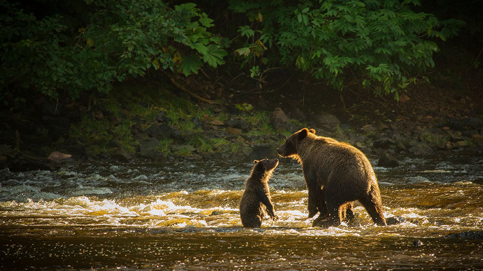 Bear Family