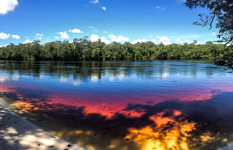 The Amazon River