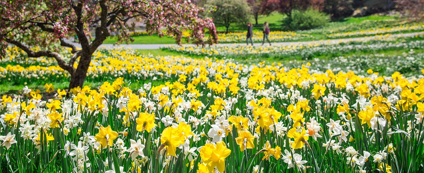 Daffodil Hill, New York Botanical Garden