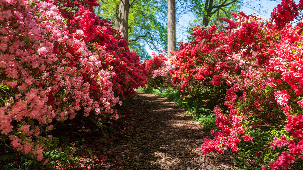 Winterthur garden, Delaware