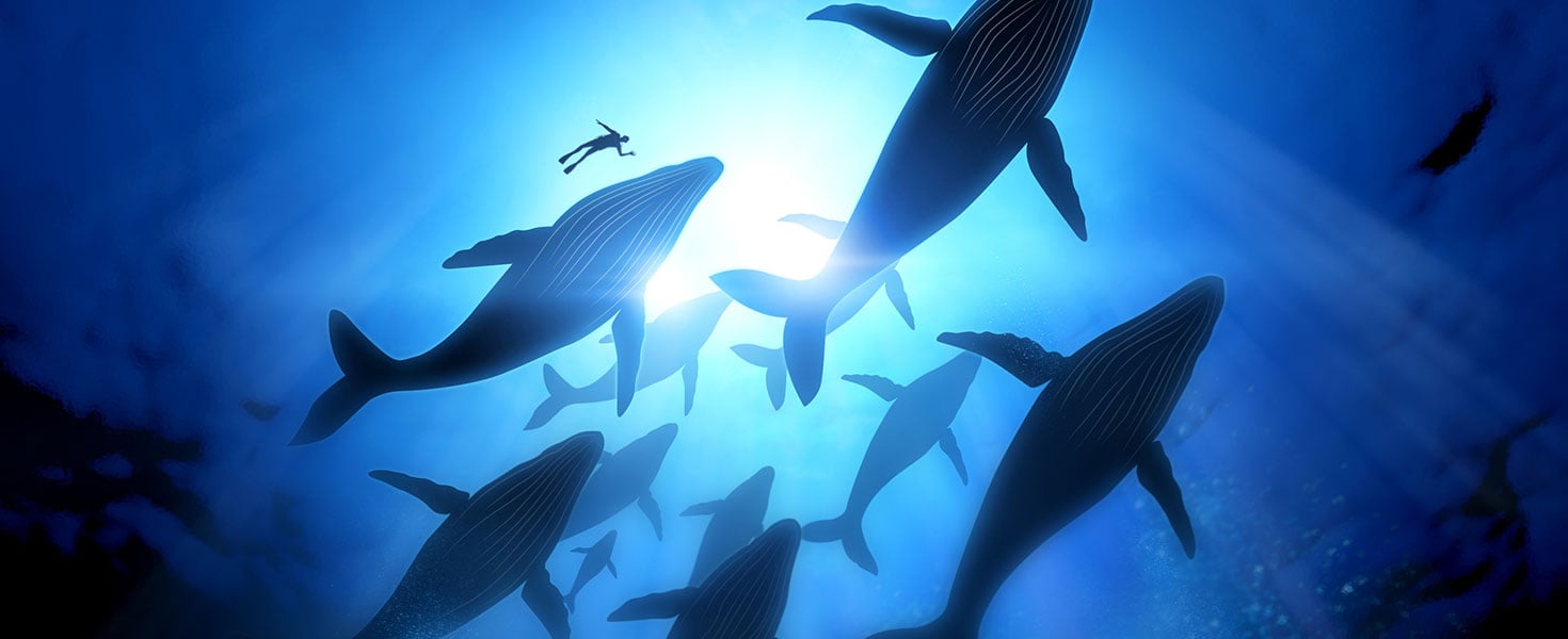 Whales Dolphins Turtles