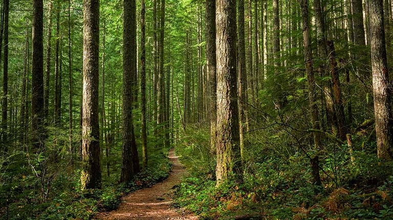 Path Through Sunlit Forest stock photo