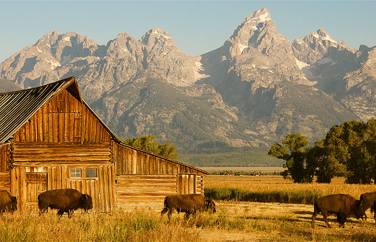 Bison eating in front of Moulton Barn