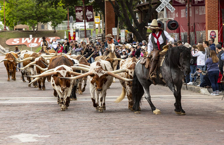 Cattle drive
