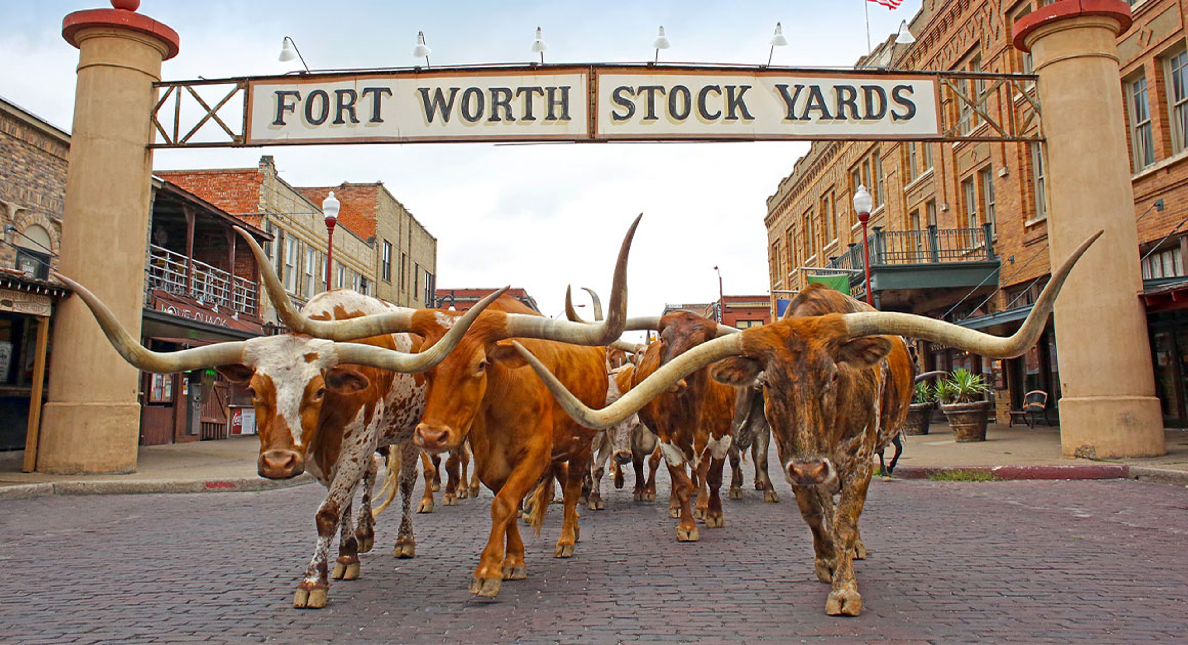 cattle