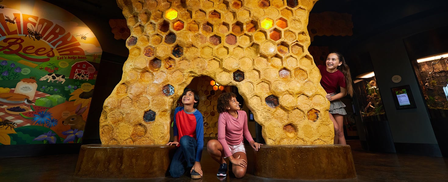 Kids playing in a make-believe beehive in San Diego Zoo in California