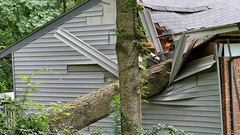 Large Tree Falls on a Small House By WideAwake