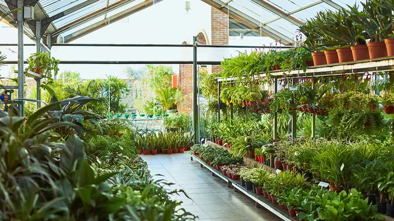 Plant shopping