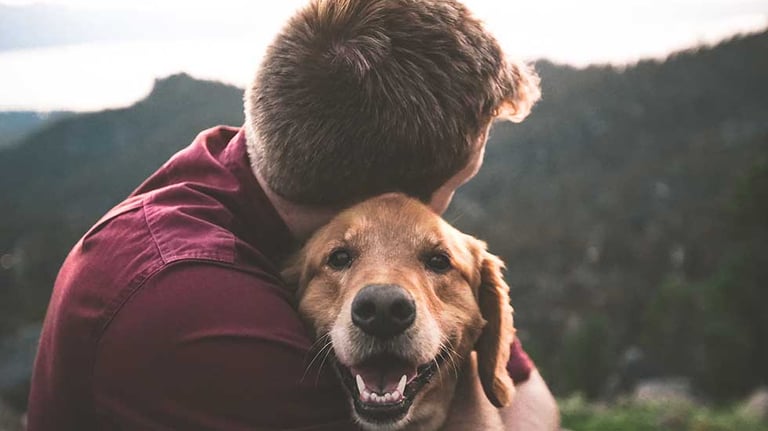 Pet
