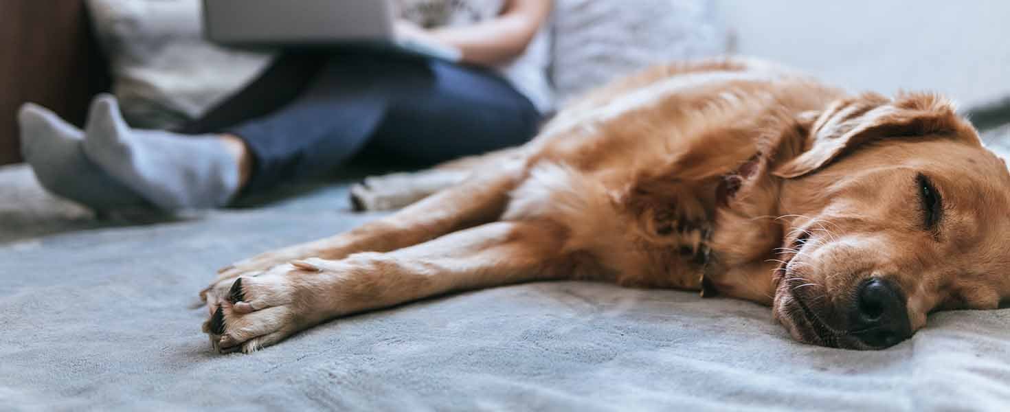 Pet Owner