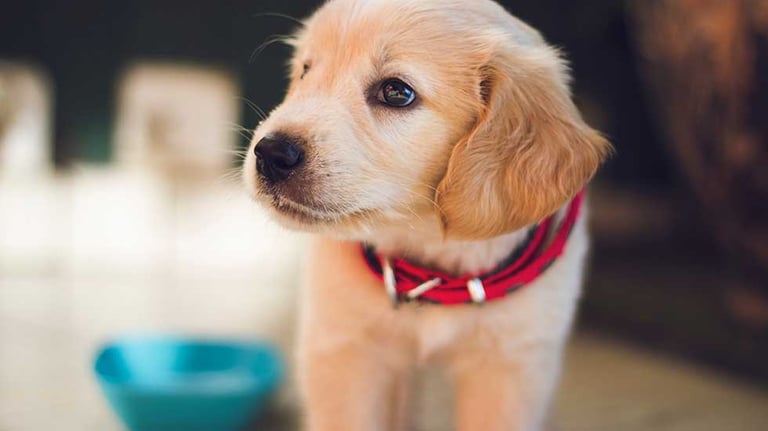 Puppy