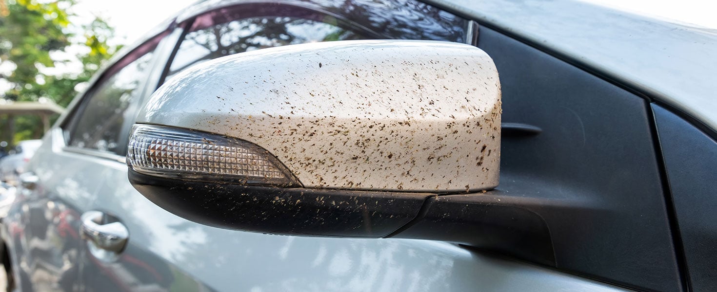Close-up insects, bug and mosquitoes died damage squashed on side mirror car or truck. Car cleaning or washing business background. by settapong